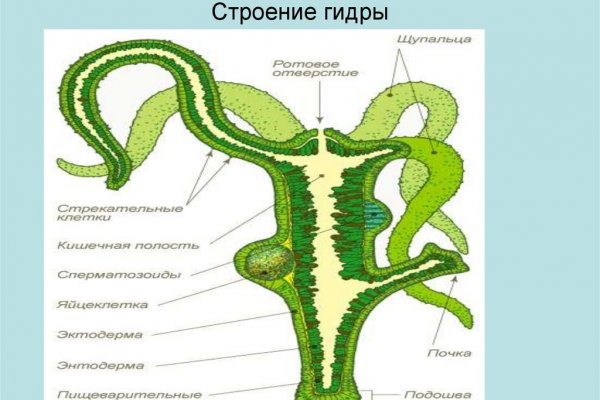 Кракен нет