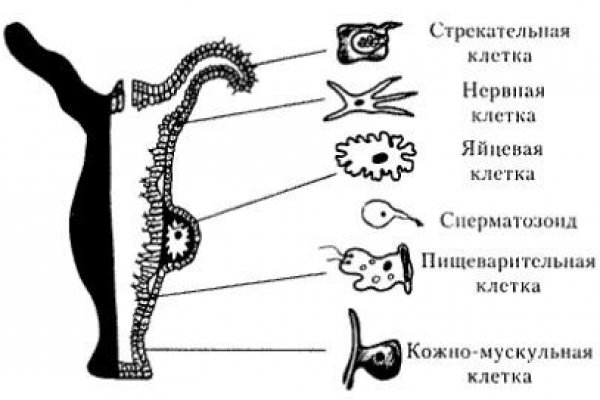 Кракен прямая ссылка